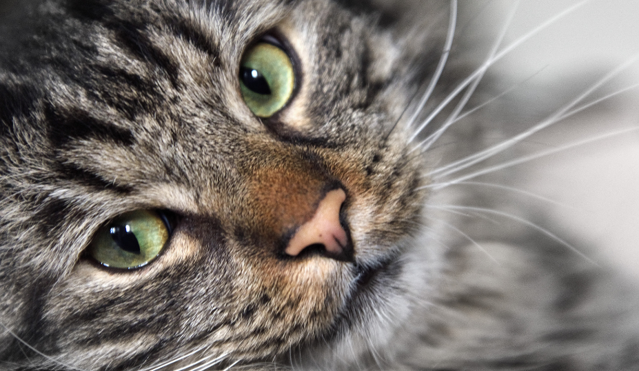 Understanding and Responding to Your Cat’s Meows 